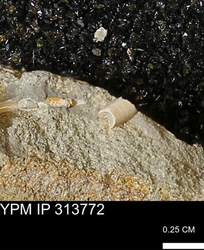 undet. Scaphopoda
