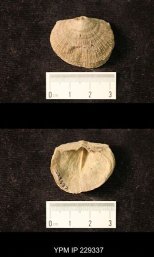 Derbya crassa texana