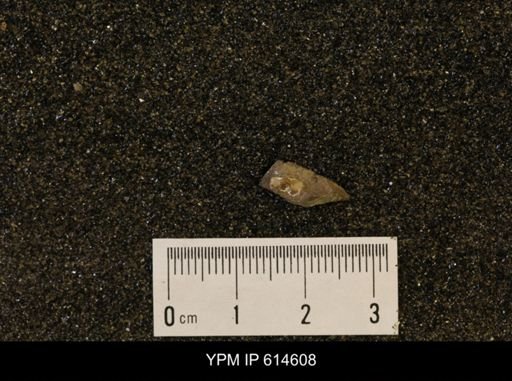 undet. Ammonoidea