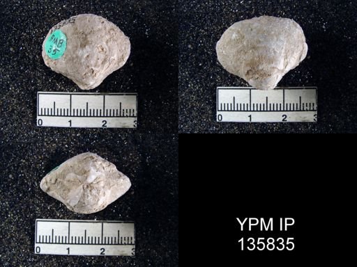 Athyris capillata