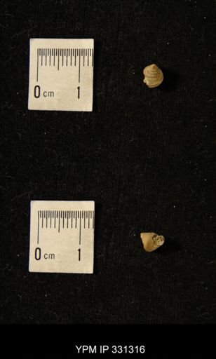 Pleurotomaria brazoensis