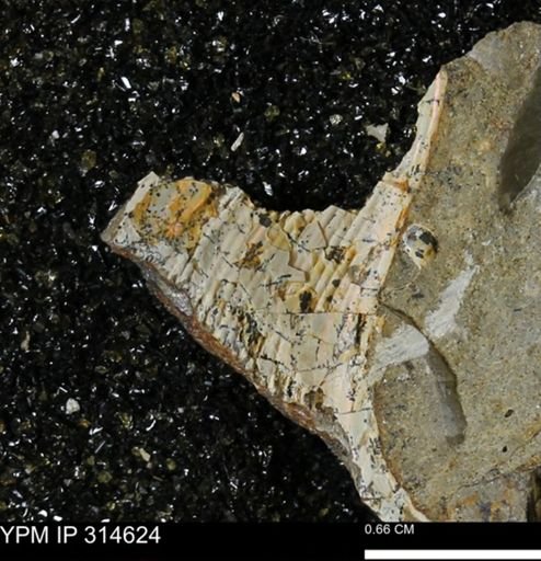 Hoploscaphites?