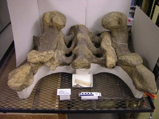 Apatosaurus