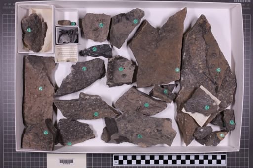 mixed taxa, stratigraphic collection
