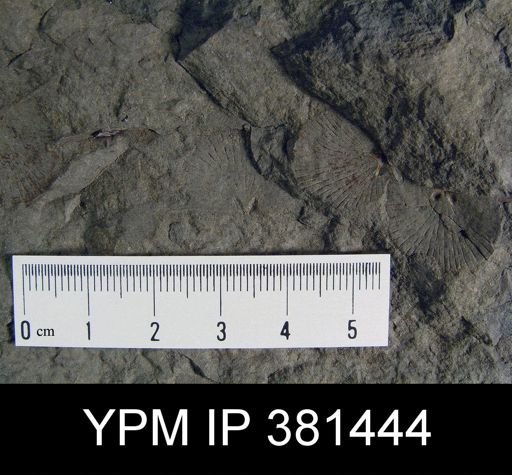 Nervostrophia sp.
