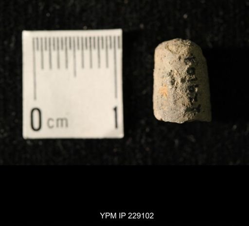 Pseudorthoceras knoxense