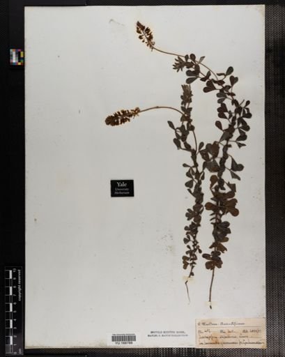 Plantae