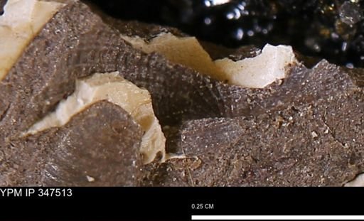 Parallelodon (Cosmetodon) sp.