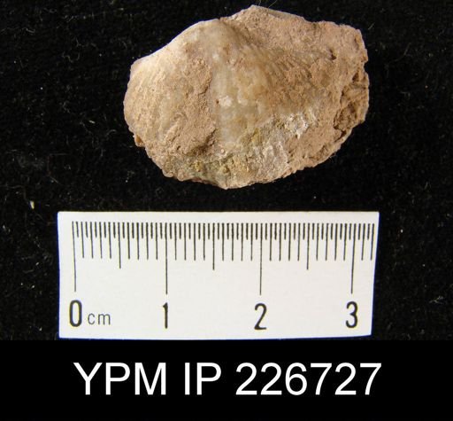 Spirifer vernonensis