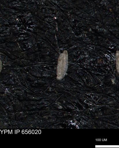 Miliammina cf. sproulei