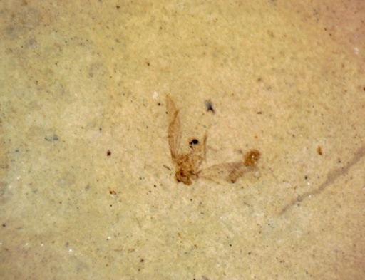 undet. Hemiptera