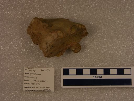Hoplophoneus