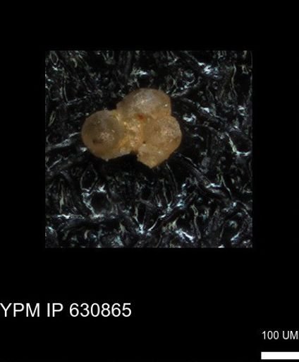 undet. Rugoglobigerinidae