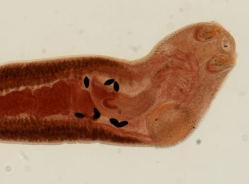 Rhopalias macracanthus