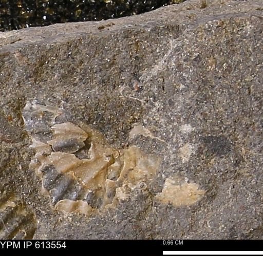 Scaphites sp.