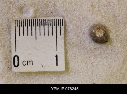 Hoploscaphites nicolletii
