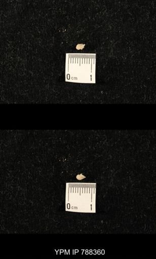 taxon undetermined
