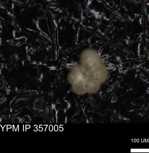 undet. Foraminiferida