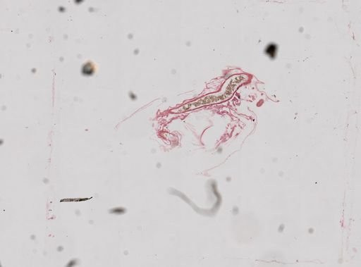 Daphnia