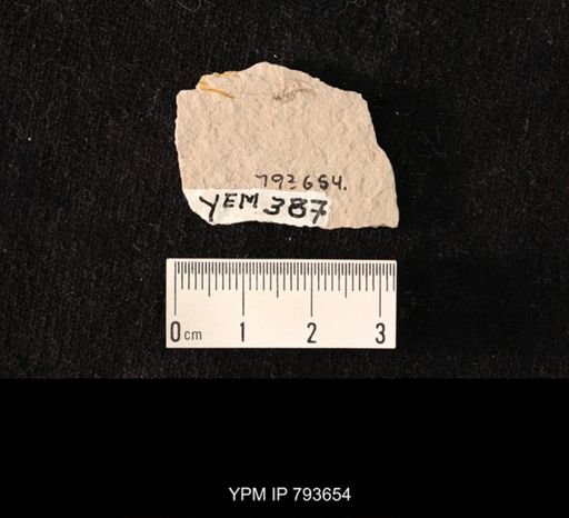 undet. Vespidae