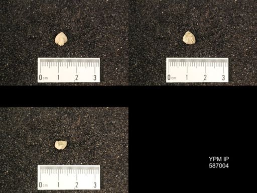 Rhynchotrema anticostiensis