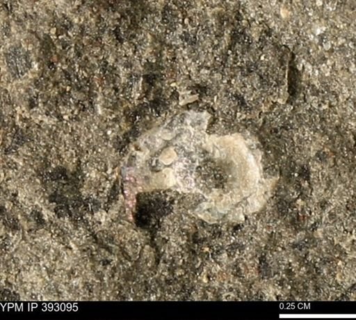 Scaphites sp.