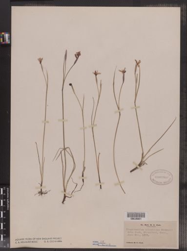 Sisyrinchium atlanticum