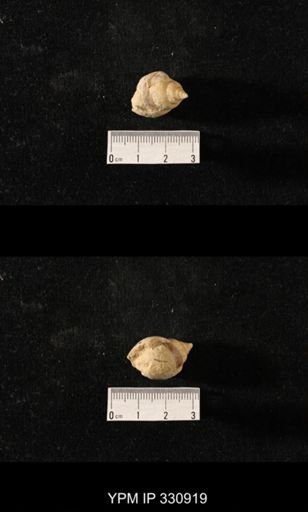 Sphaerodoma paludinaeformis