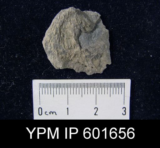 Buxtonia scabriculus