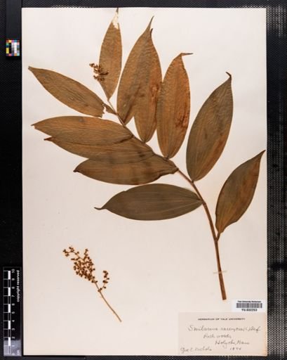 Maianthemum
