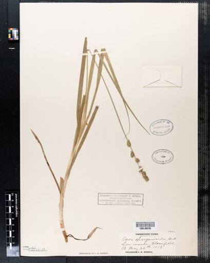 Carex sparganioides