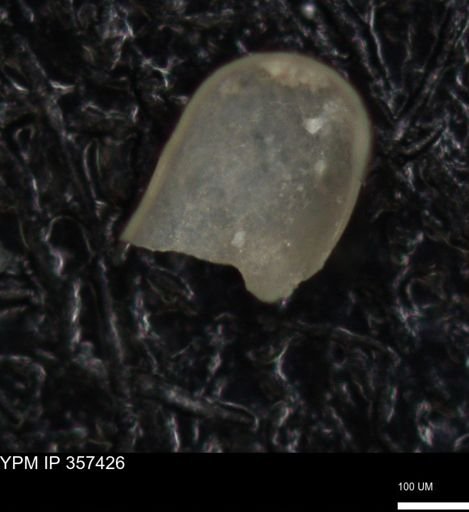 undet. Ostracoda