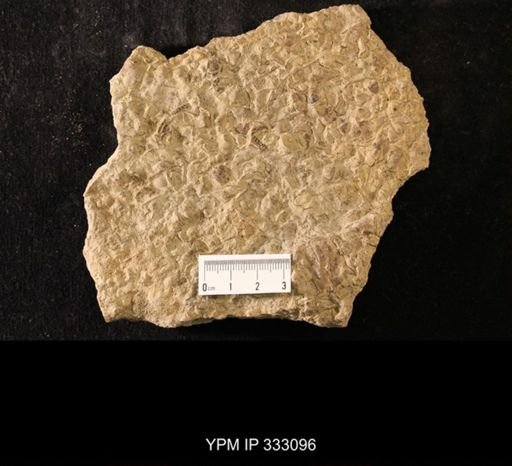 Flexicalymene sp.