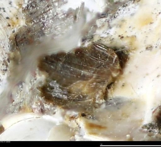 Corbulamella gregaria