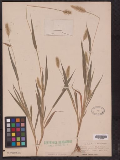 Setaria viridis