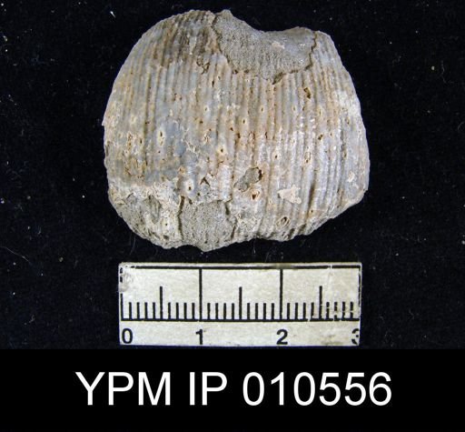 Productus huecoensis