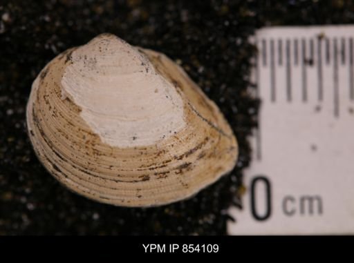 Limopsis striatopunctatus