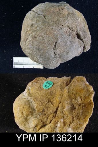 Productus (Linoproductus) lineatus