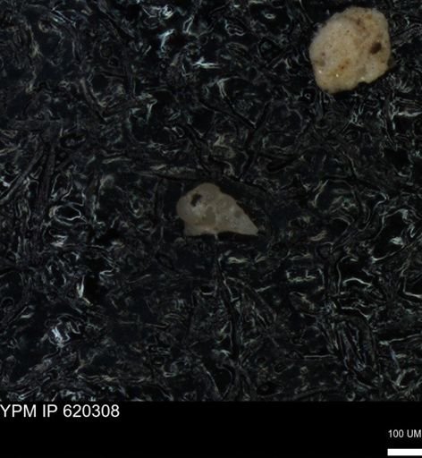 undet. Heterohelicidae