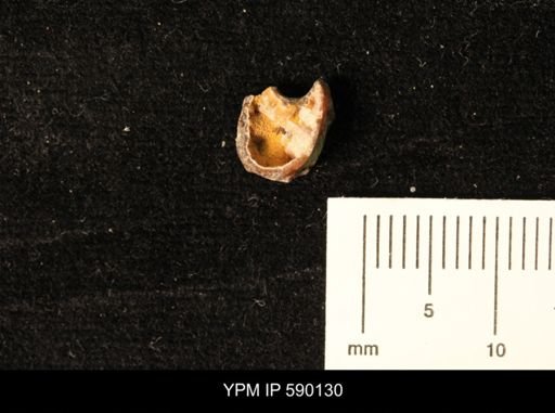 Hoploscaphites sp.