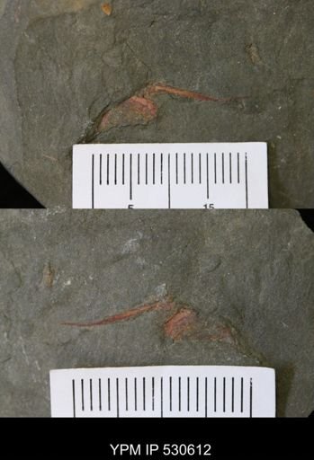 Chauvelicystis?