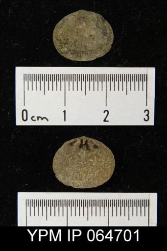 Mendacella cliftonensis