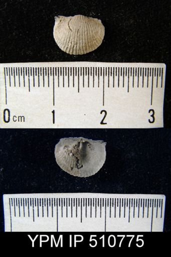 undet. Chonetoidea