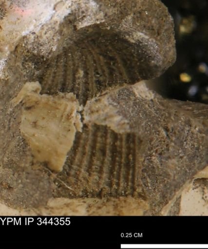 undet. Bivalvia