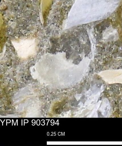 undet. Bivalvia