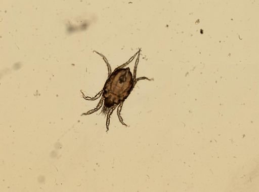 Copidognathus punctatissimus