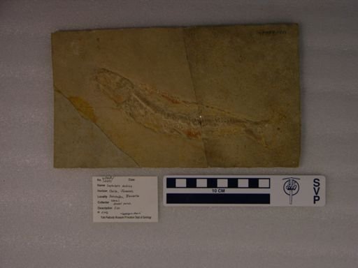Leptolepis dubius