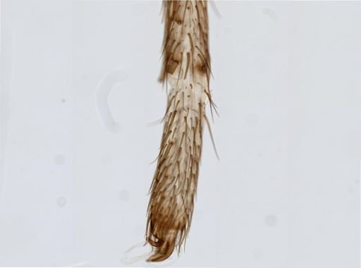 Araneus