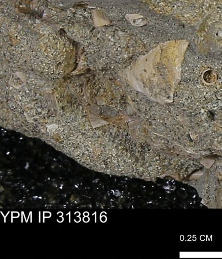 undet. Mollusca