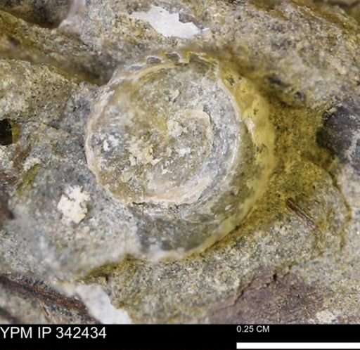 undet. Gastropoda